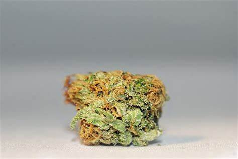 Sugar Plum Strain