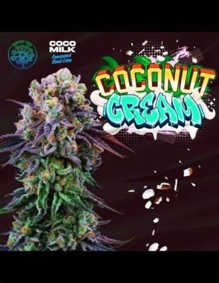 Coconut Cream Strain